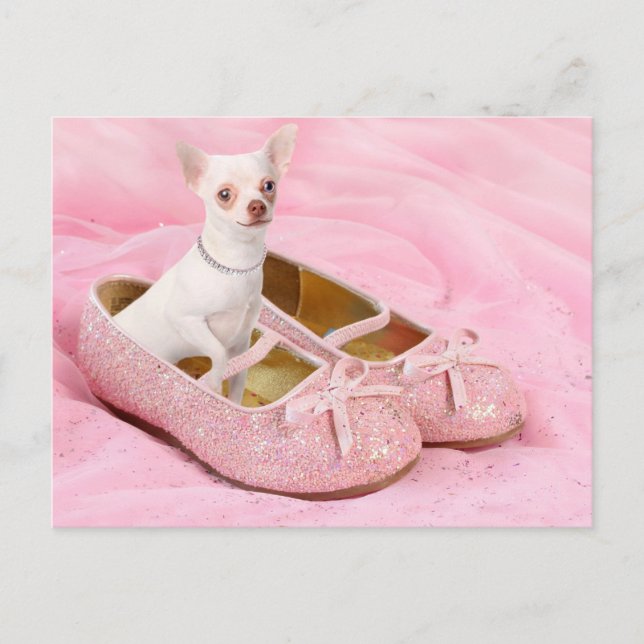Kleiner Chihuahua in den rosa girly Schuhen mit Postkarte (Vorderseite)