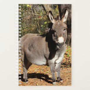 Kleiner Donkey Planer