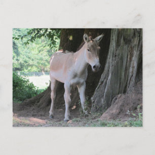Kleiner Donkey Postkarte