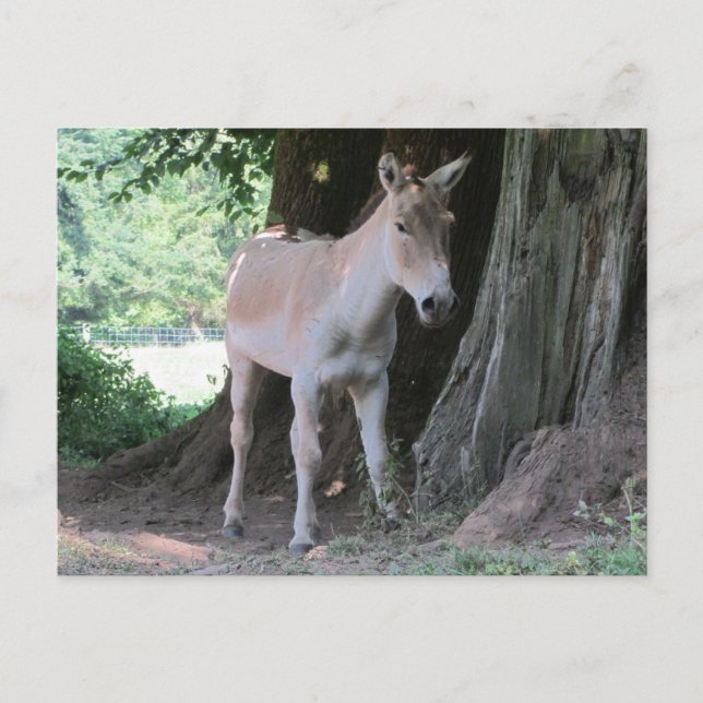 Kleiner Donkey Postkarte (Vorderseite)