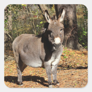 Kleiner Donkey Quadratischer Aufkleber