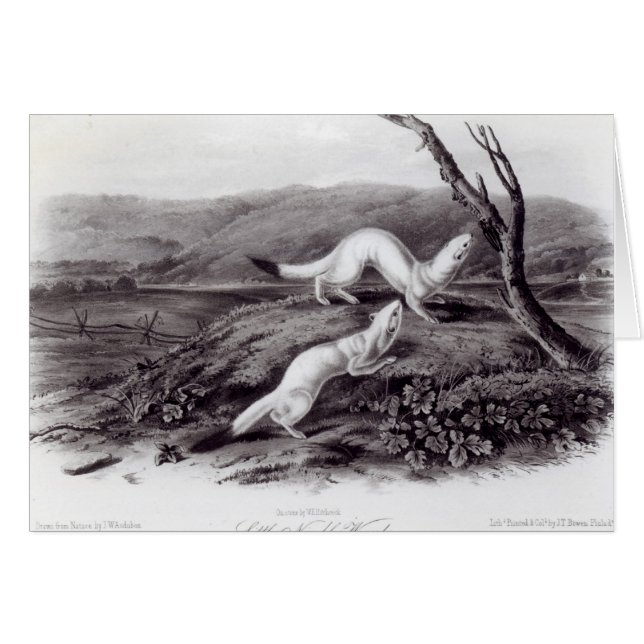 Kleiner flinker Weasel (Vorderseite (Horizontal))