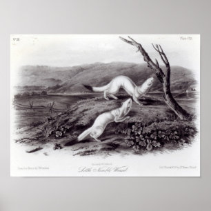 Kleiner flinker Weasel Poster