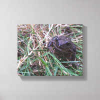 Kleiner Frosch