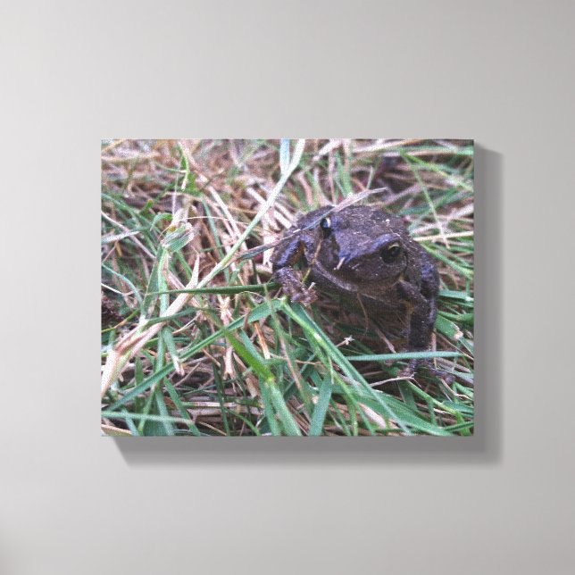 Kleiner Frosch Leinwanddruck (Vorderseite)