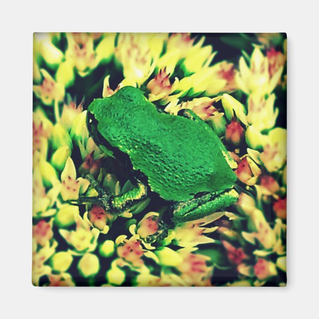 Kleiner Frosch Magnet (Vorne)