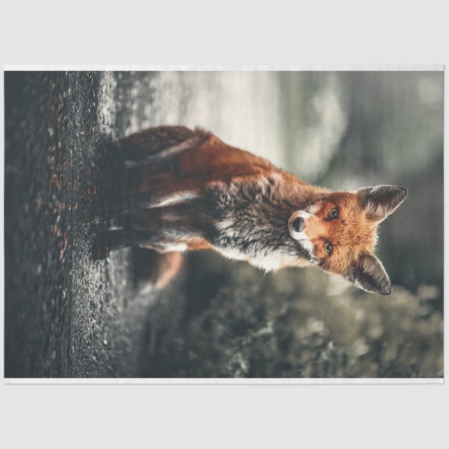 Kleiner Fuchs Seidenpapier (Vorderseite)