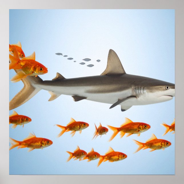 „Kleiner Goldfisch, große Hai-Energie“ Poster (Vorne)