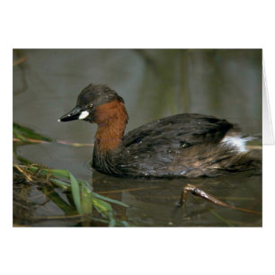 Kleiner Grebe