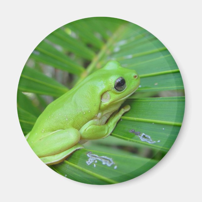 Kleiner Grüner Frosch Magnet (Vorne)