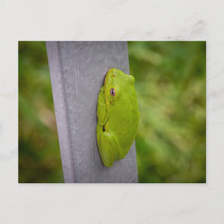 Kleiner grüner Laubfrosch klammert sich an ein Met Postkarte