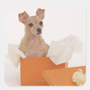 Kleiner Hund, der in den Geschenkboxen sitzt Quadratischer Aufkleber