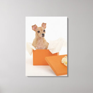 Kleiner Hund sitzend in der Geschenkboxen Leinwanddruck