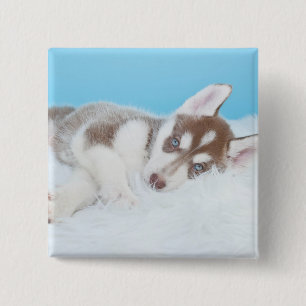 Kleiner Husky-Welpe auf einer Blankette Button