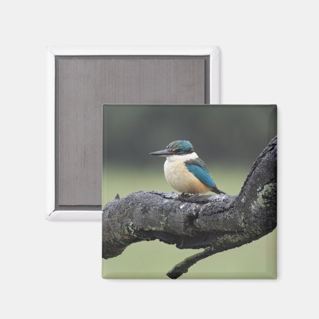 Kleiner Kookaburra Bird Magnet (Vorderseite/Rückseite)