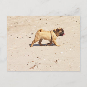 Kleiner Mops im Sommer Postkarte