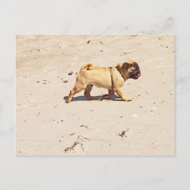 Kleiner Mops im Sommer Postkarte (Vorderseite)