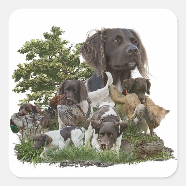 Kleiner Munsterlander Quadratischer Aufkleber (Vorderseite)