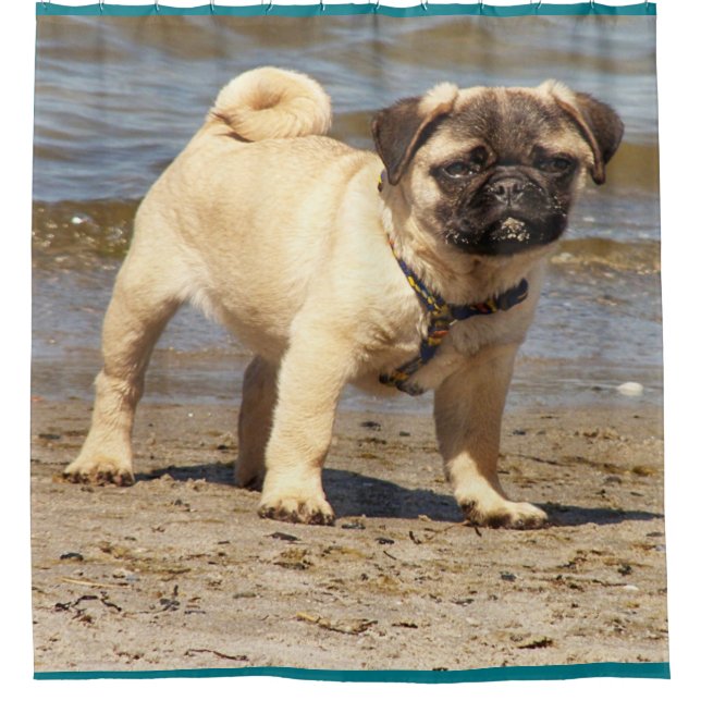 kleiner niedlicher Mops Duschvorhang (Vorderseite)