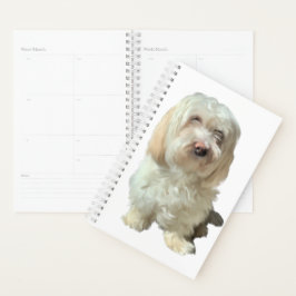 Kleiner Planer Havanese Dog