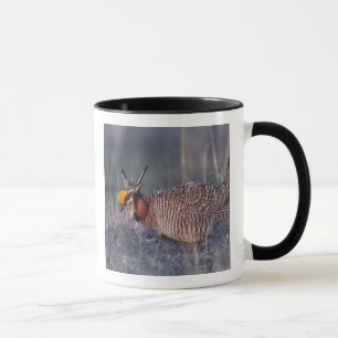 Kleiner Präriehuhn, Tympanuchus Tasse