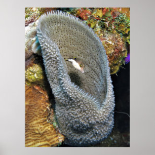 Kleiner Puffer in Korallen Poster