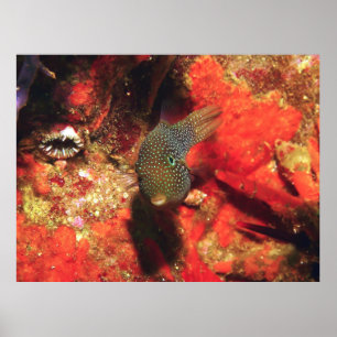 Kleiner Puffer Poster