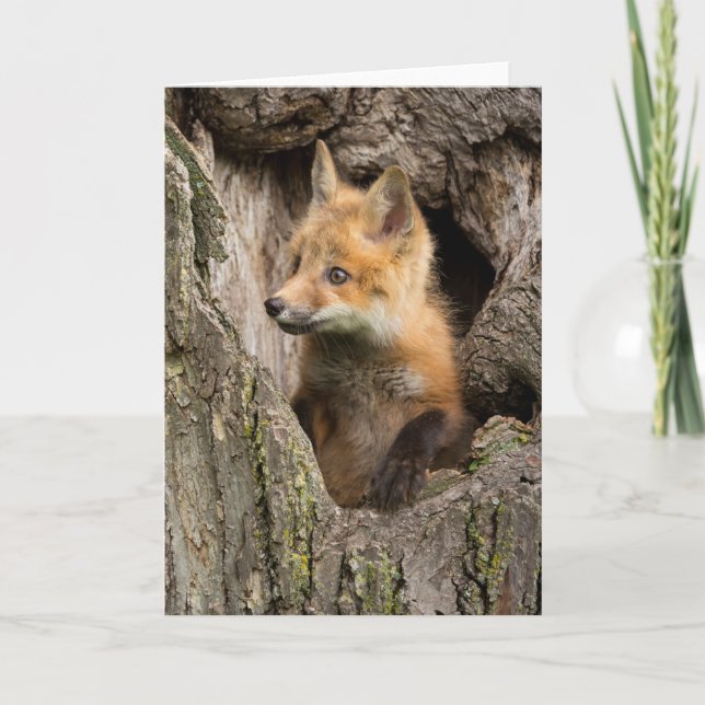 Kleiner Rotfuchs in einem Baumhaufen Karte (Vorderseite)