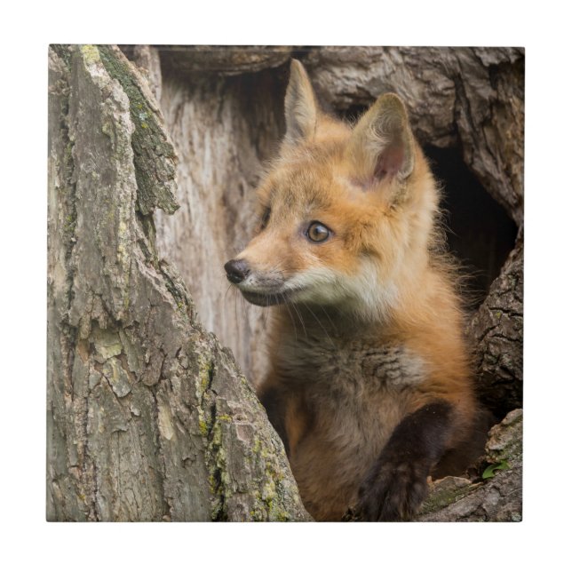 Kleiner Rotfuchs in einer Baumhöhle Fliese (Vorderseite)
