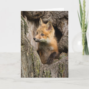 Kleiner Rotfuchs in einer Baumhöhle Karte