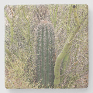 Kleiner Saguaro-Kakteen, Arizona, Untersetzer aus