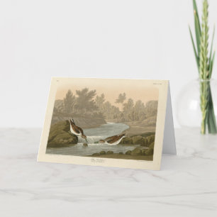 Kleiner Sandpiper von Audubons Vögeln in Amerika Karte