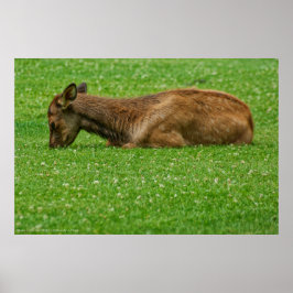 Kleiner Schlaf Poster