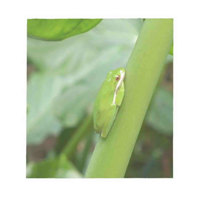 kleiner, schlafloser Grüner Frosch Notizblock (Vorderseite)