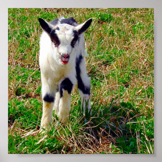 Kleiner Spot Poster (Vorne)