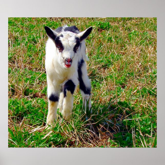 Kleiner Spot Poster (Vorne)