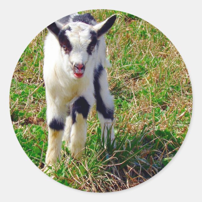 Kleiner Spot Runder Aufkleber (Vorderseite)