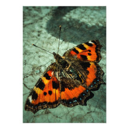 Kleiner Tortoiseshell Butterfly Fotodruck