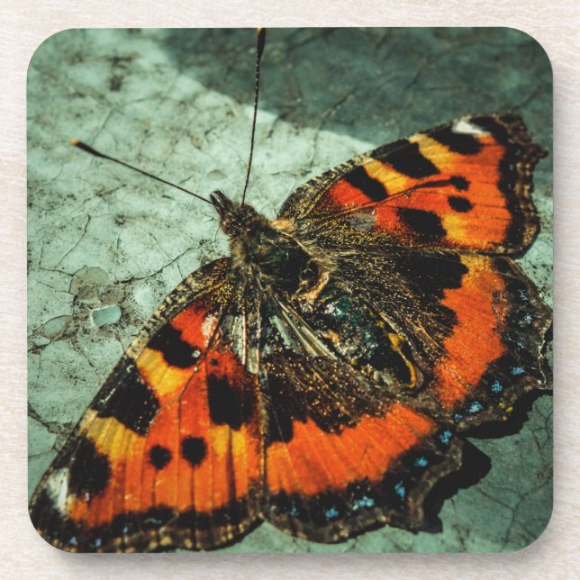 Kleiner Tortoiseshell Butterfly Getränkeuntersetzer (Vorderseite)