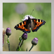 Kleiner Tortoiseshell Butterfly