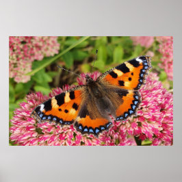 Kleiner Tortoiseshell Butterfly Poster