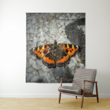 Kleiner Tortoiseshell Butterfly