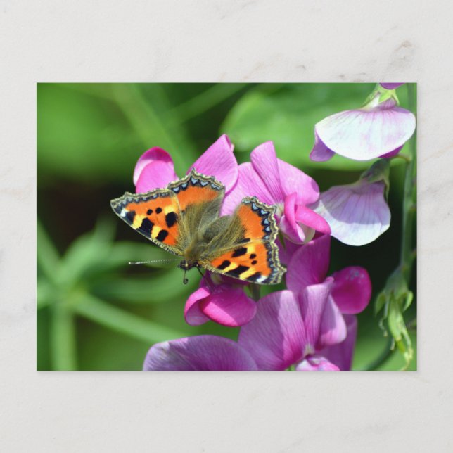 Kleiner Tortoiseshell Schmetterling & Platterbsen Postkarte (Vorderseite)
