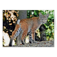 Kleiner weiblicher Rotluchs, der über Schulter