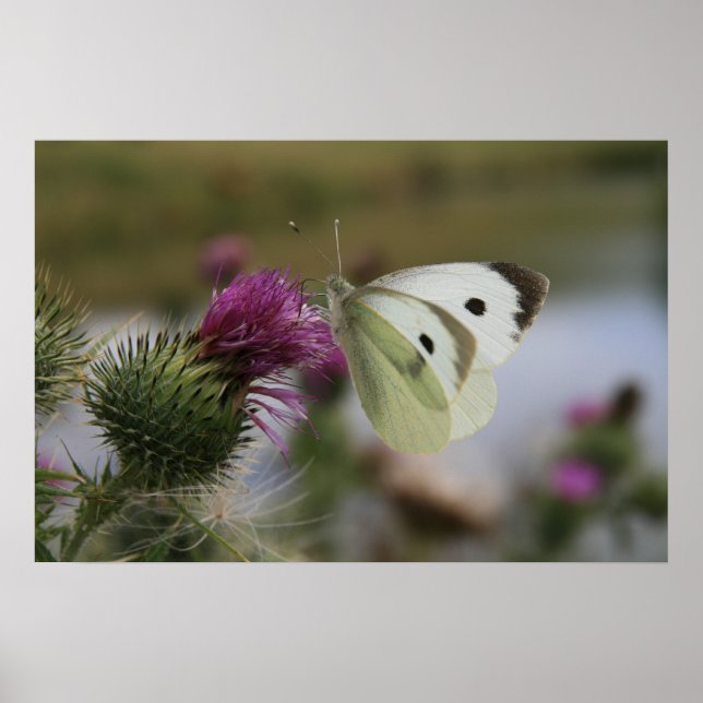 Kleiner weißer Buttrerfly auf Spear Thistle Poster (Vorne)