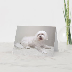 Kleiner weißer Havanese Karte