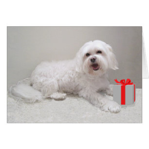 Kleiner weißer Havanese mit Geschenk