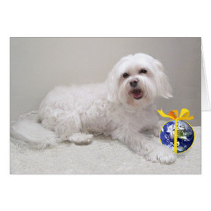 Kleiner weißer Havanese mit Globus