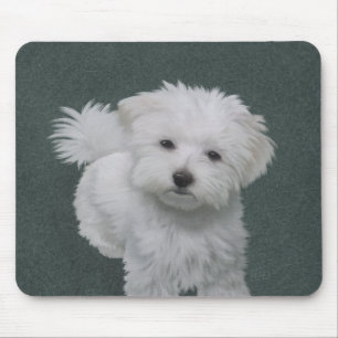 Kleiner weißer Hund Haustier-Porträt Mousepad