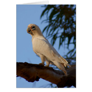 kleines Corella